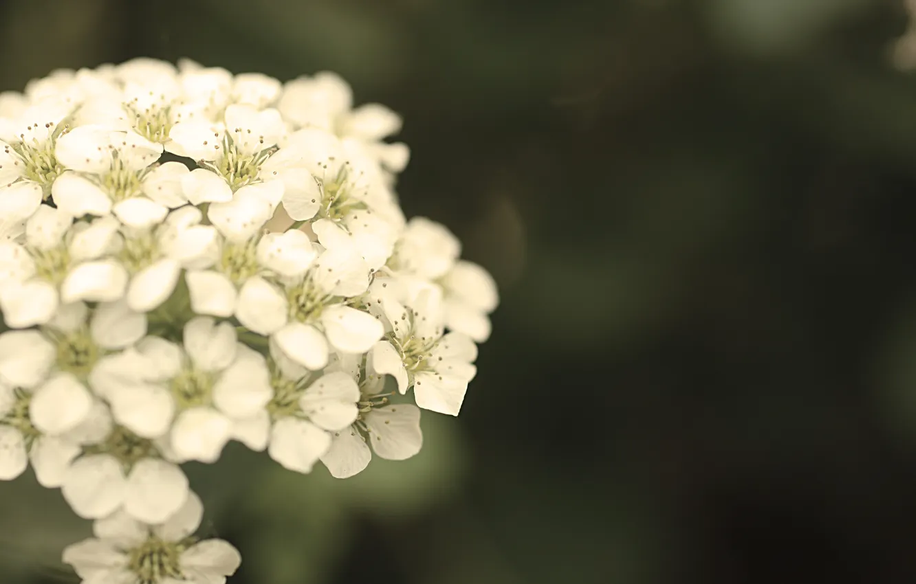 Photo wallpaper white, flower, macro, treatment, blur, green background