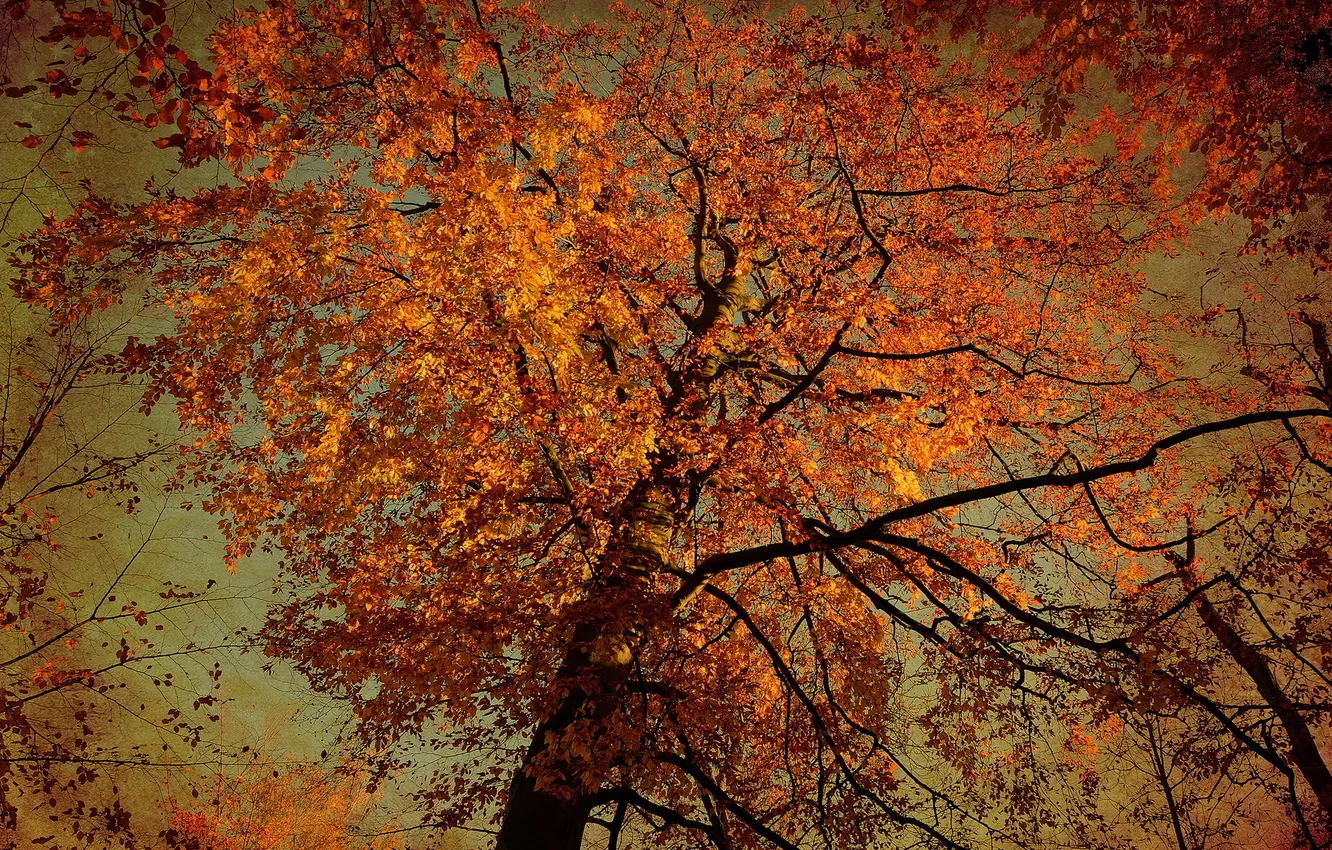 Photo wallpaper autumn, trees, nature