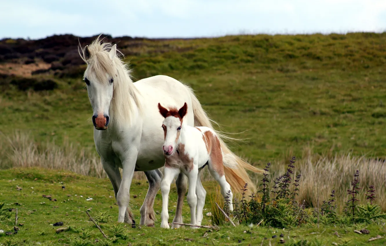 Photo wallpaper field, nature, horse