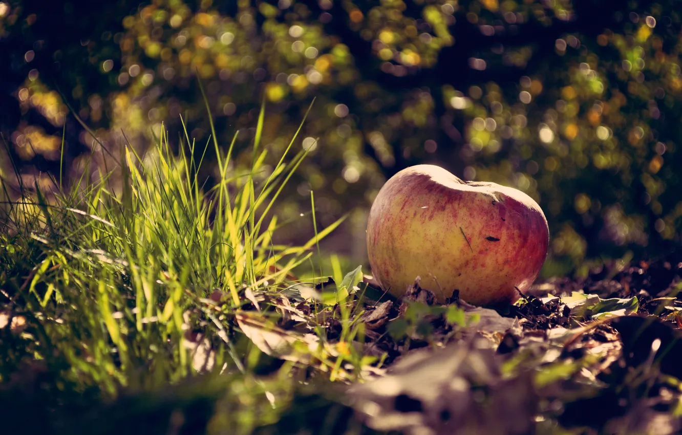 Photo wallpaper grass, macro, apples, on earth