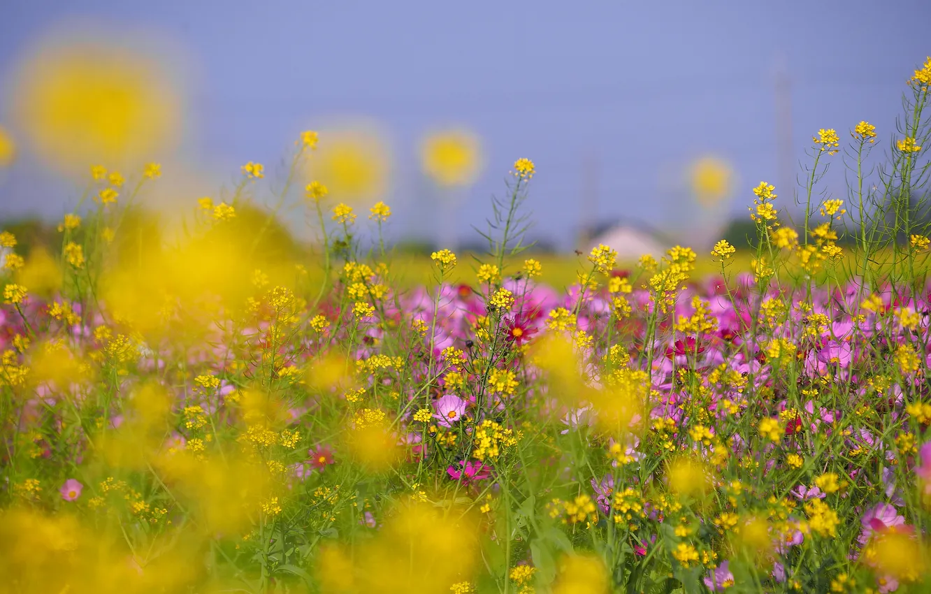 Photo wallpaper field, the sky, grass, flowers, meadow
