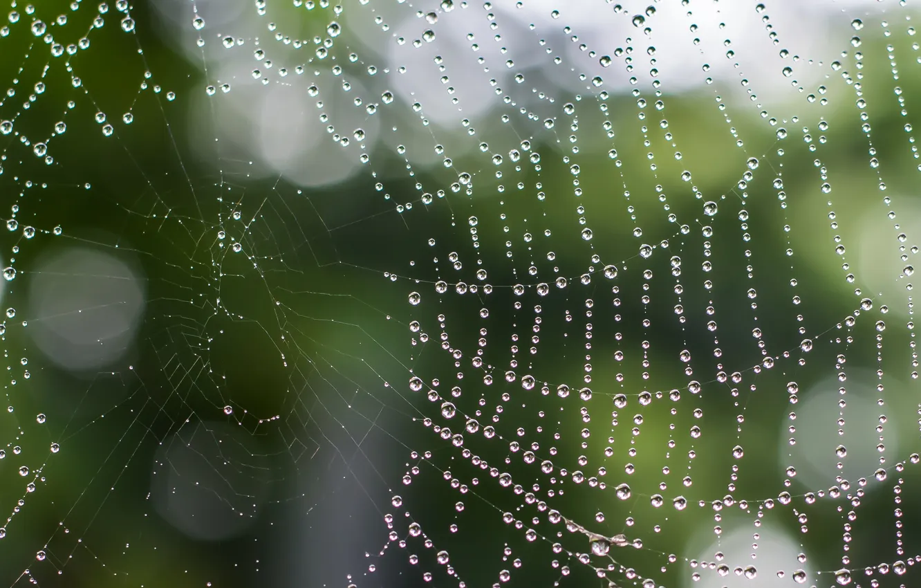 Photo wallpaper macro, background, web