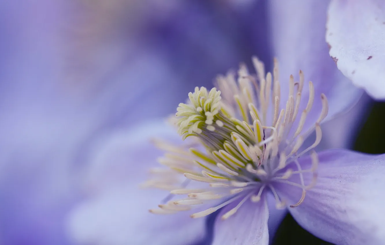 Photo wallpaper flower, background, lilac, Purple haze