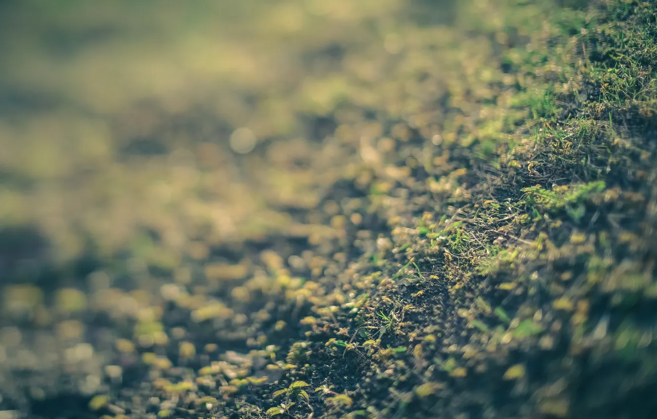 Photo wallpaper grass, macro, earth