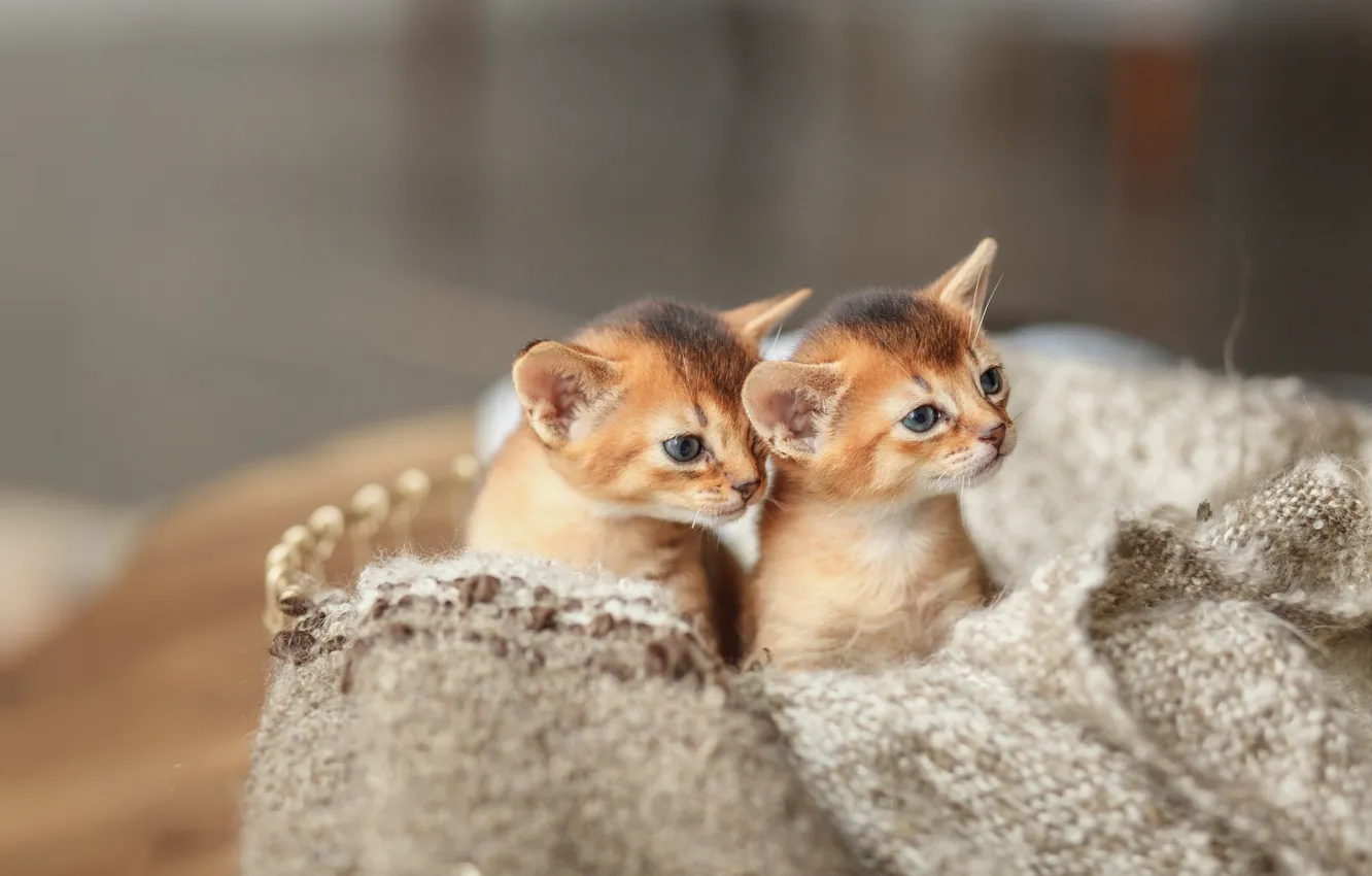 Photo wallpaper kids, two kittens, Denis Ganenko