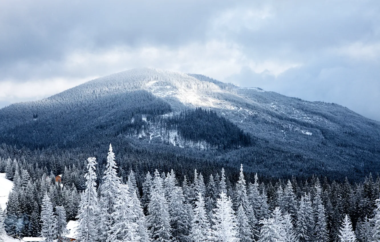 Photo wallpaper forest, trees, mountains