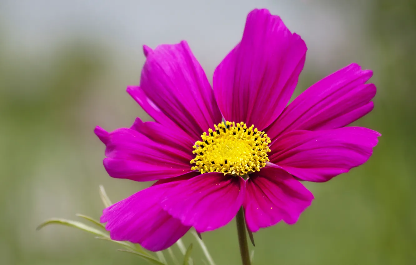 Photo wallpaper flower, macro, pink, petals, blur, kosmeya