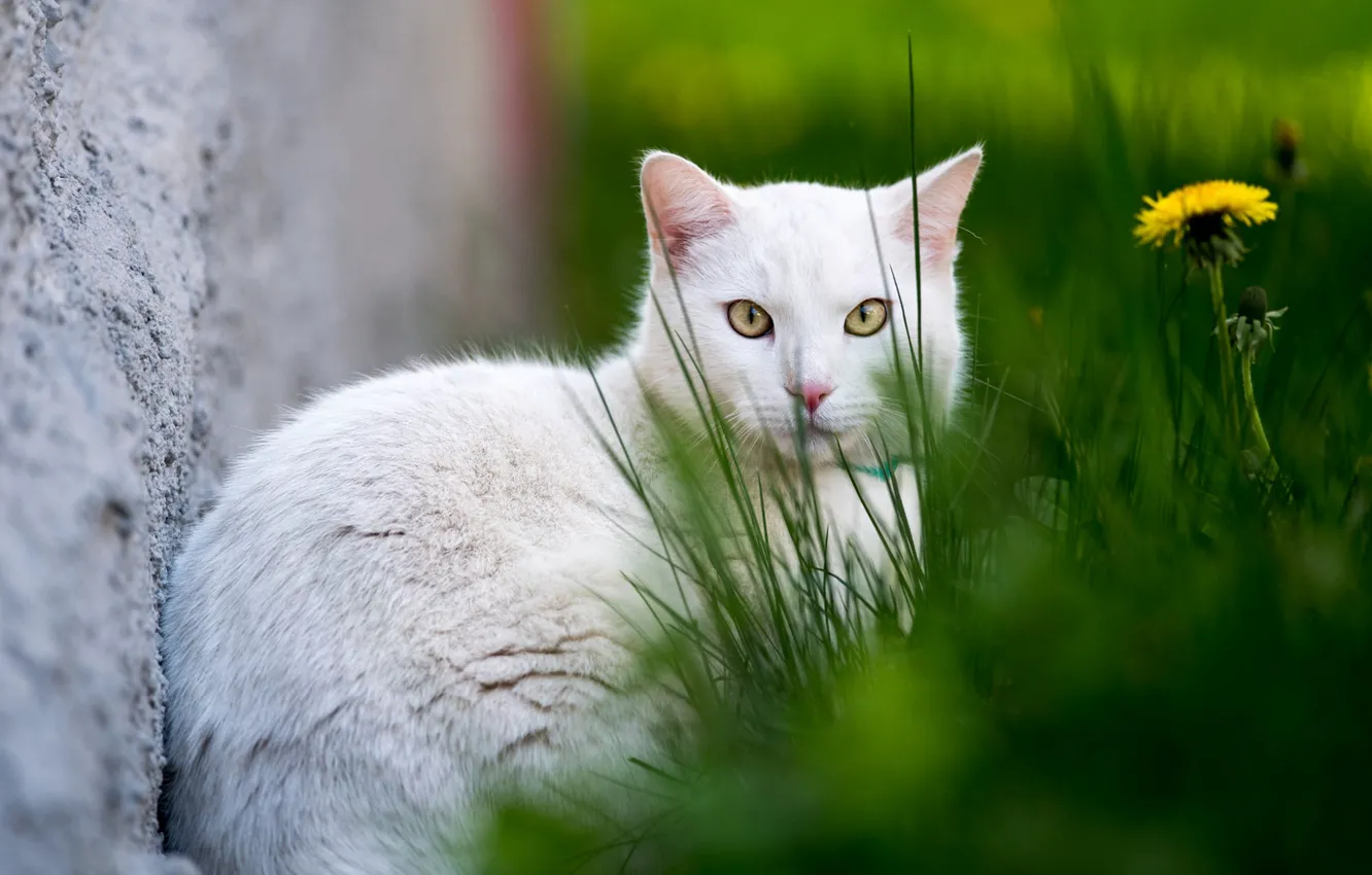 Photo wallpaper cat, white, grass, cat, background, dandelion, white