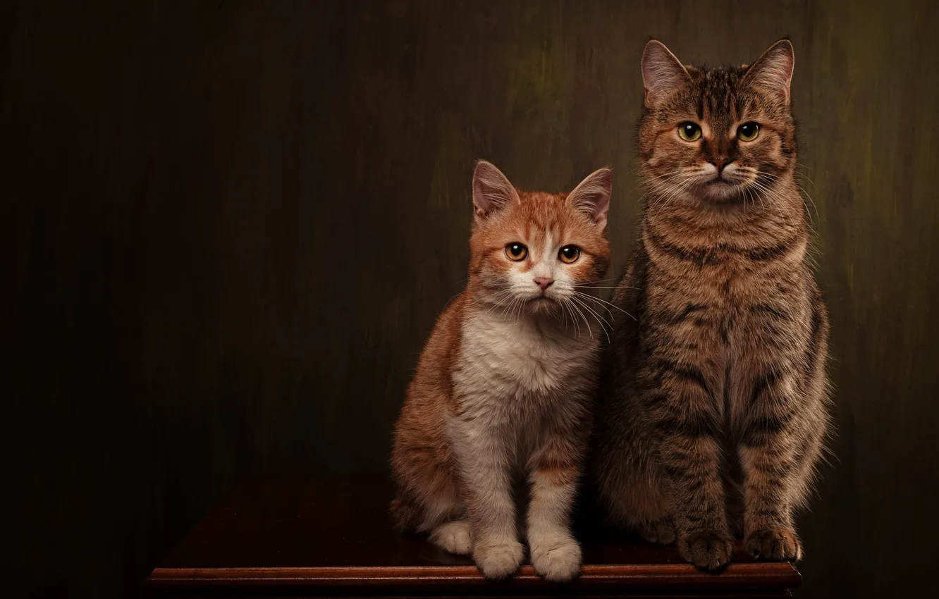 Photo wallpaper cat, cat, look, cats, pose, the dark background, kitty, table