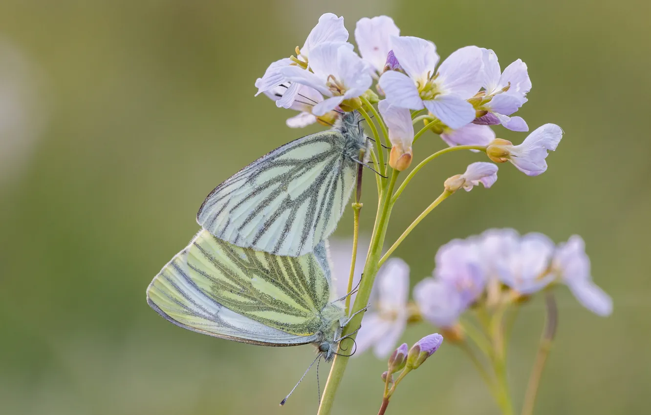 Photo wallpaper macro, flowers, background, pattern, butterfly, tenderness, two, plant