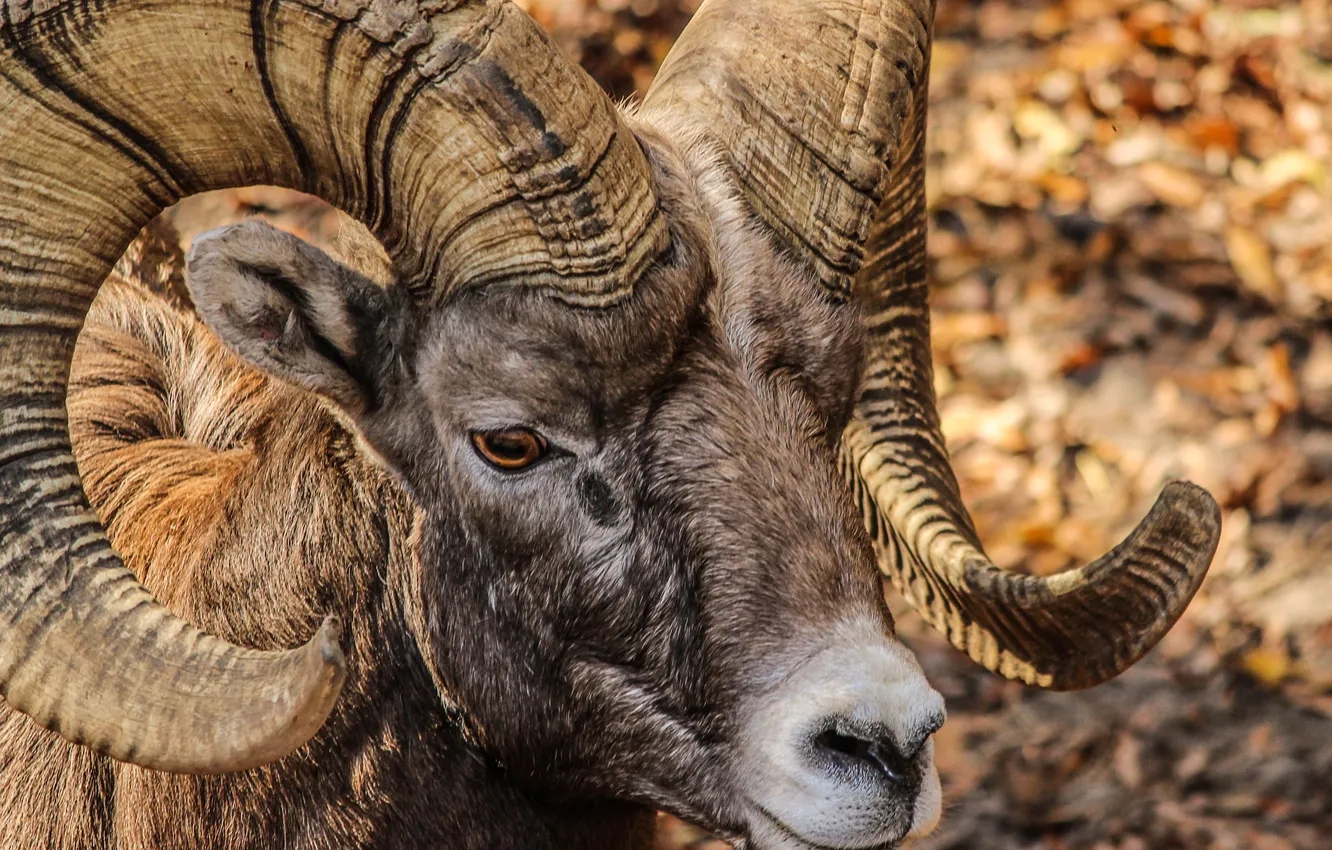 Photo wallpaper look, horns, mouflon