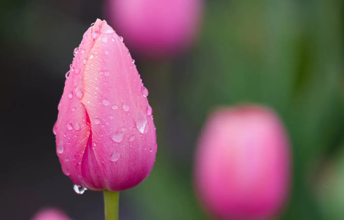 Photo wallpaper close-up, nature, flowers