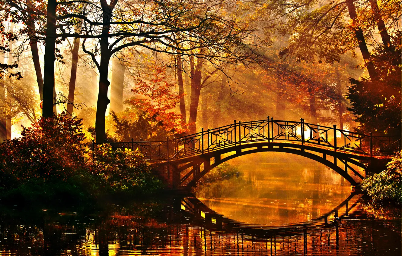 Photo wallpaper autumn, trees, bridge, pond, Park, the rays of the sun, the bushes