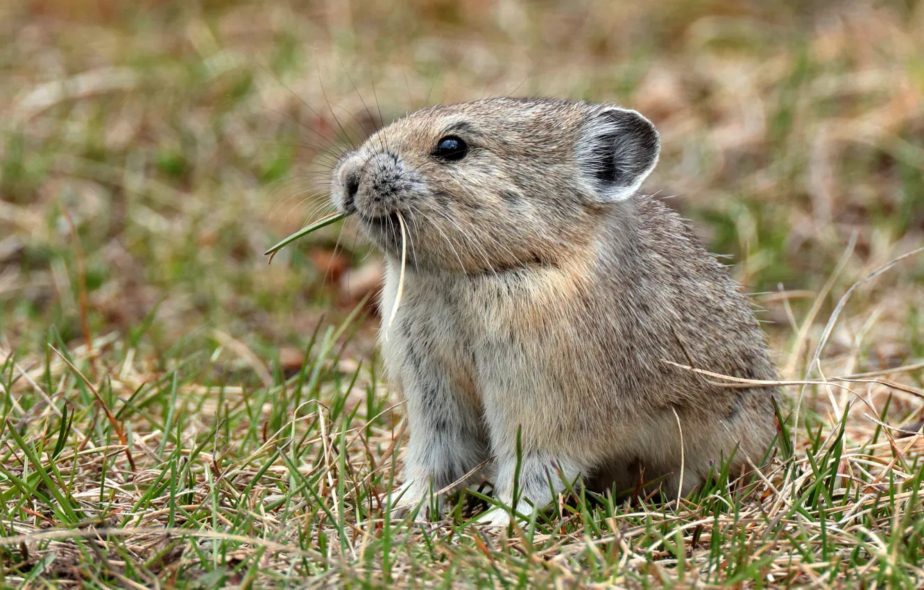 Photo wallpaper grass, look, grey, background, glade, muzzle, sitting, bokeh