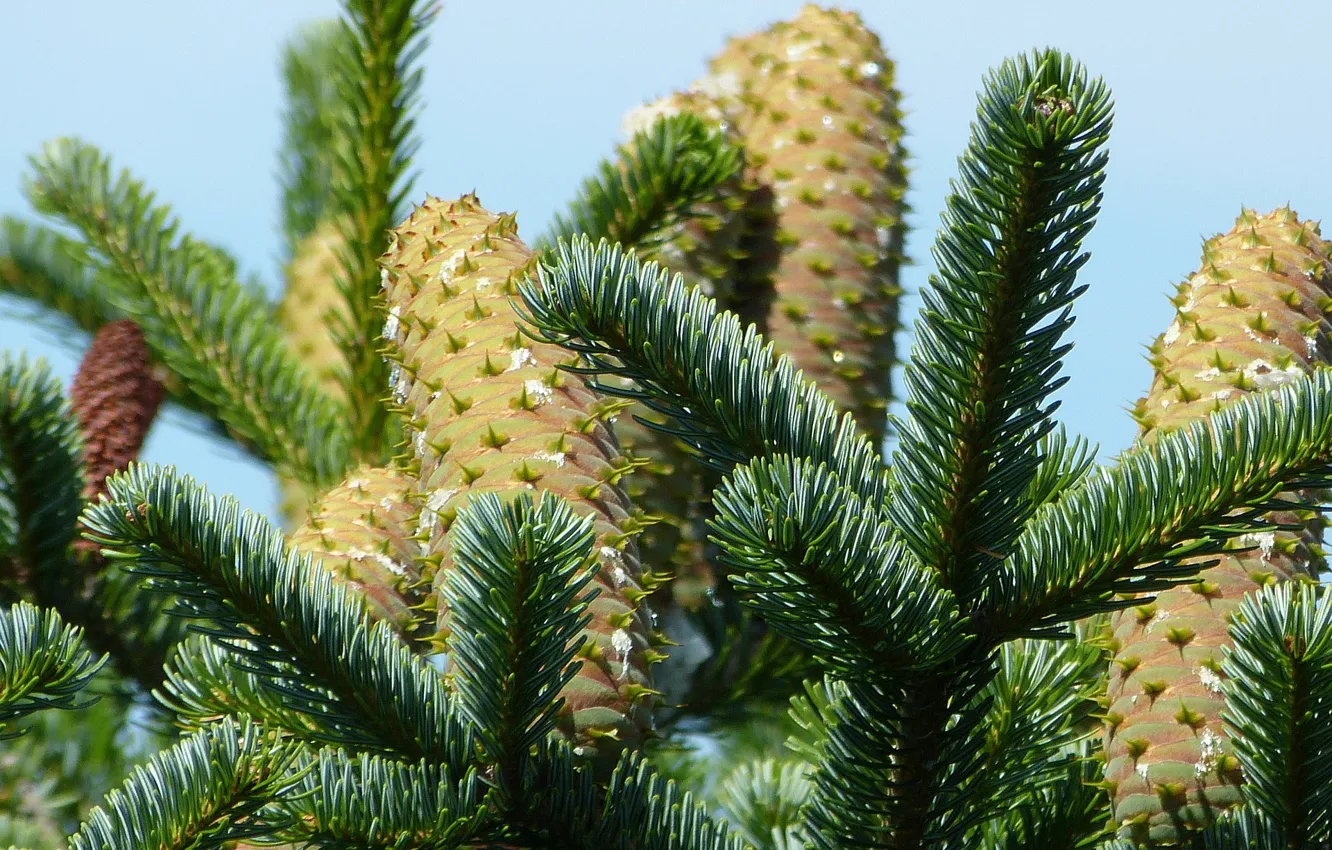 Photo wallpaper nature, sprig, spruce, bumps