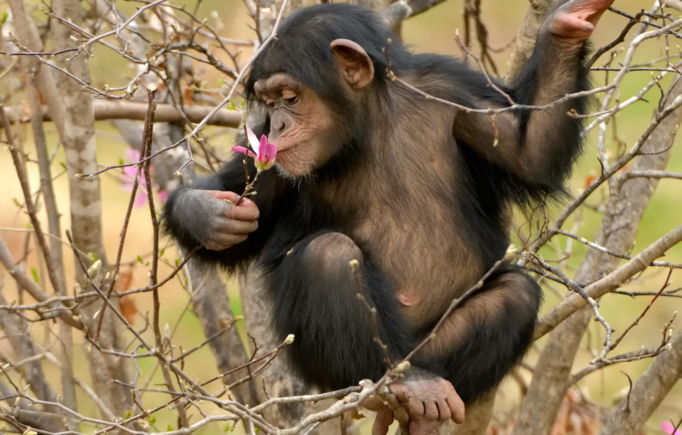 Photo wallpaper trees, flowers, branches, monkey, cub, Magnolia, chimpanzees