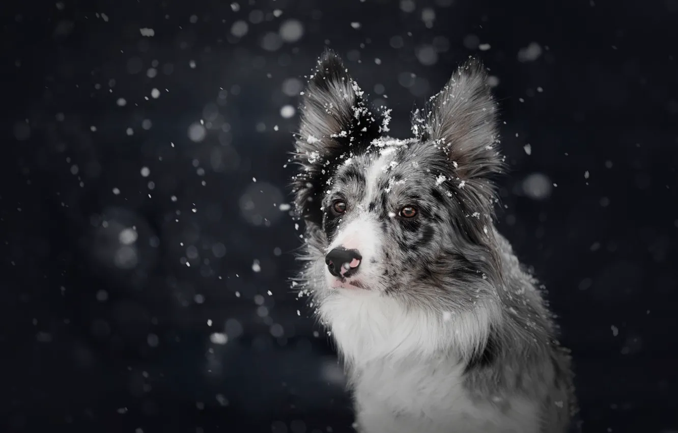 Photo wallpaper winter, snow, the dark background, dog, snowfall, bokeh, the border collie