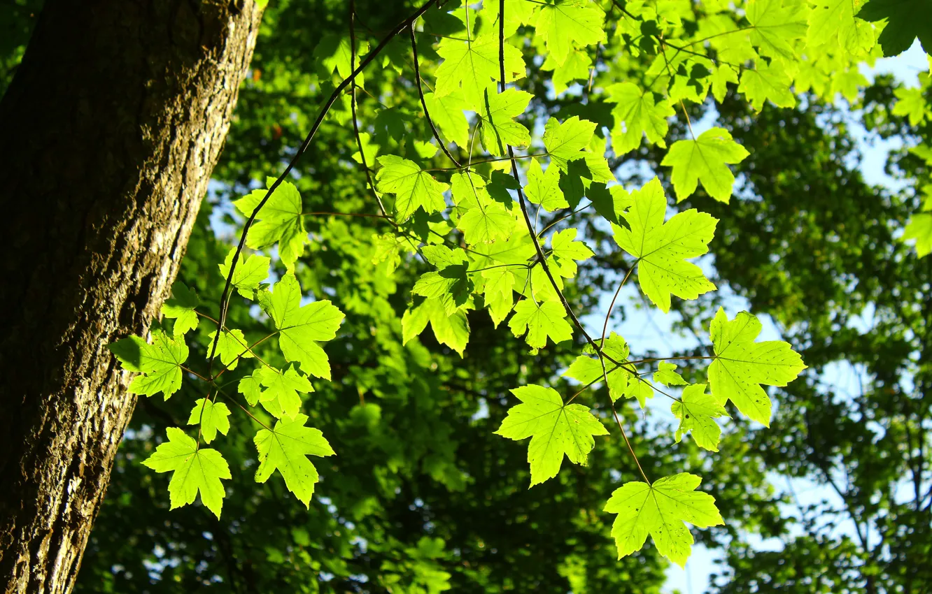 Photo wallpaper forest, park, tree, leaf