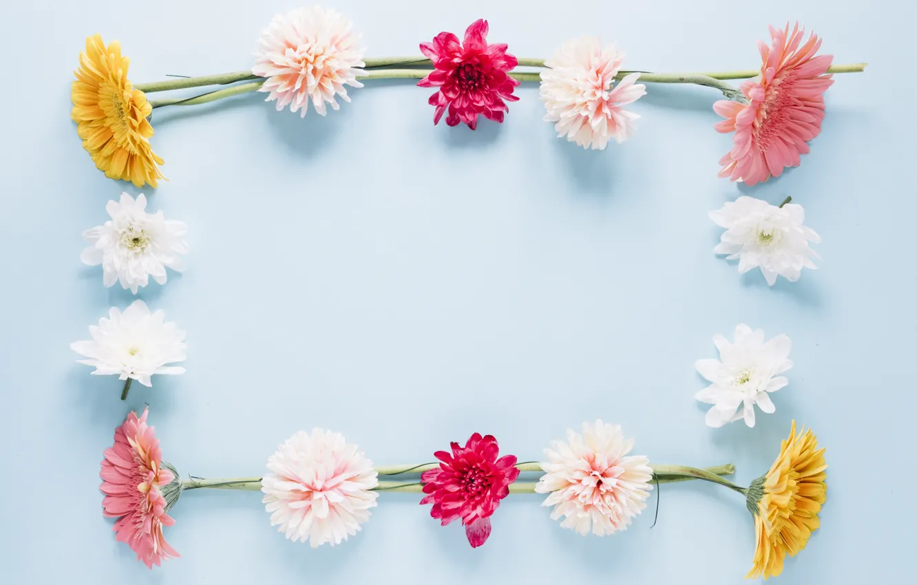 Photo wallpaper flowers, frame, colorful, chrysanthemum, flowers, frame, floral