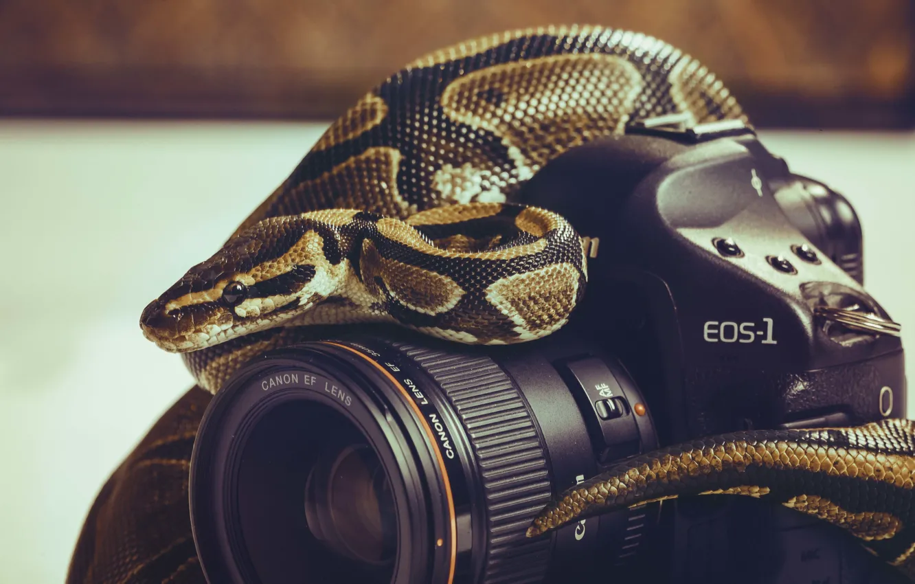 Photo wallpaper snake, the camera, lens