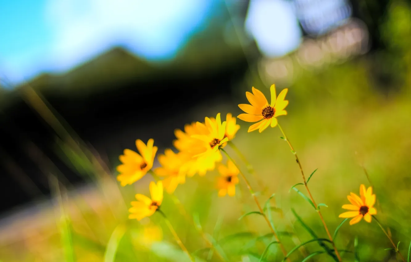 Photo wallpaper summer, flowers, nature, bright, plant, color