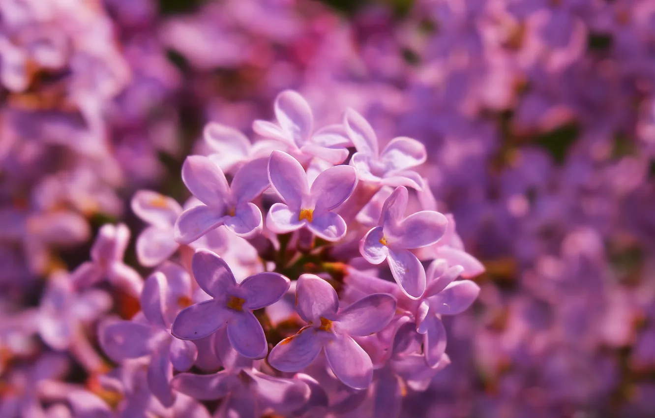 Photo wallpaper spring, lilac, blooming