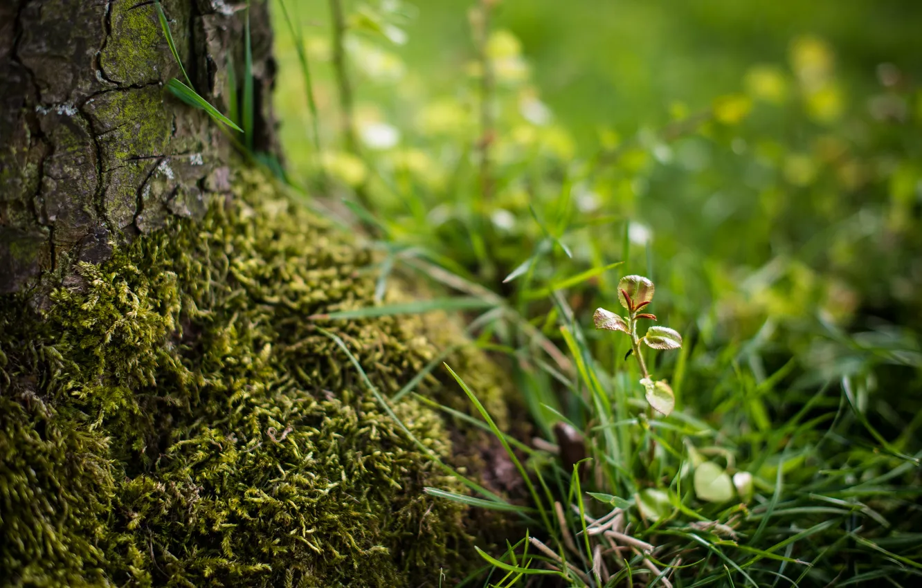 Photo wallpaper grass, trees, Rostock, moss, blur, bark