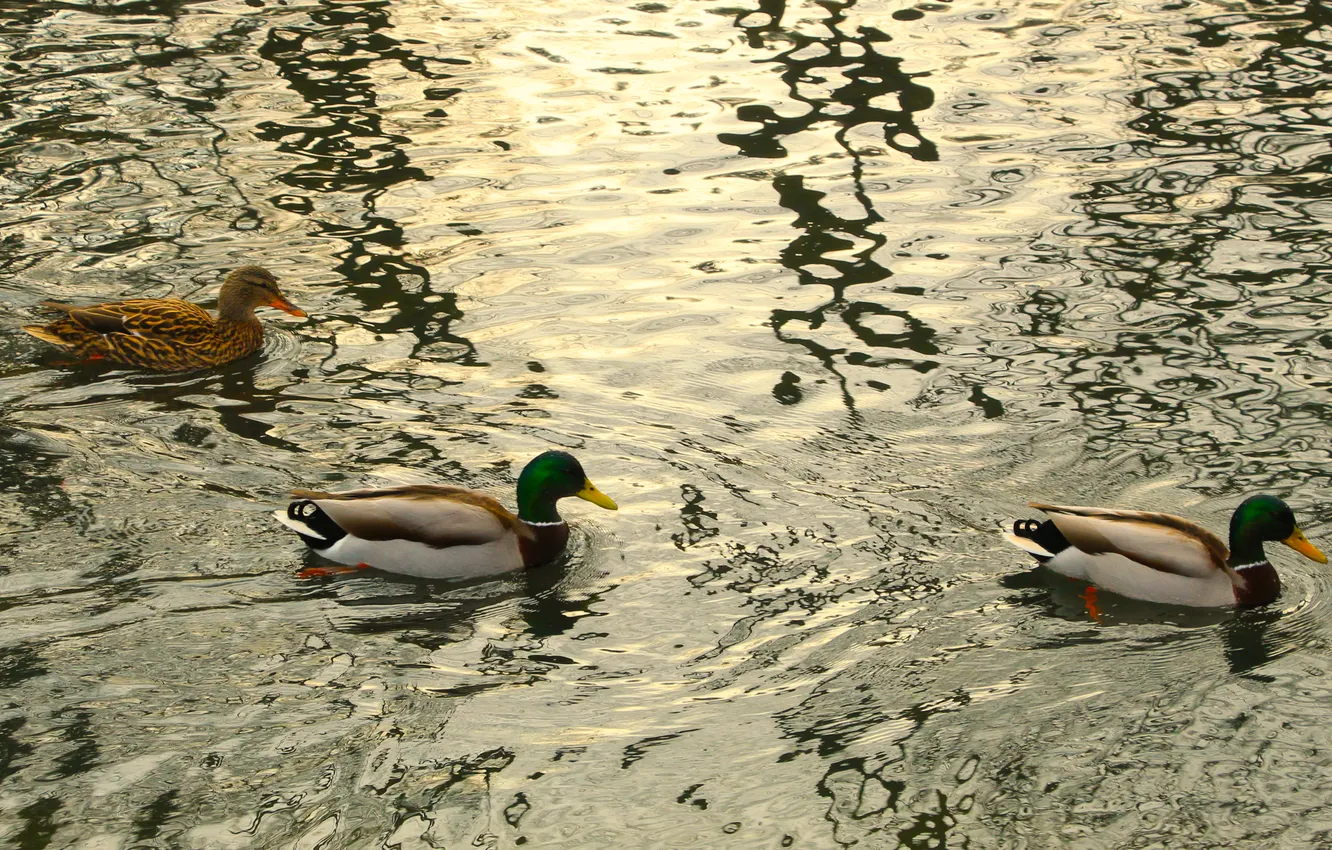 Photo wallpaper bird, pond, duck