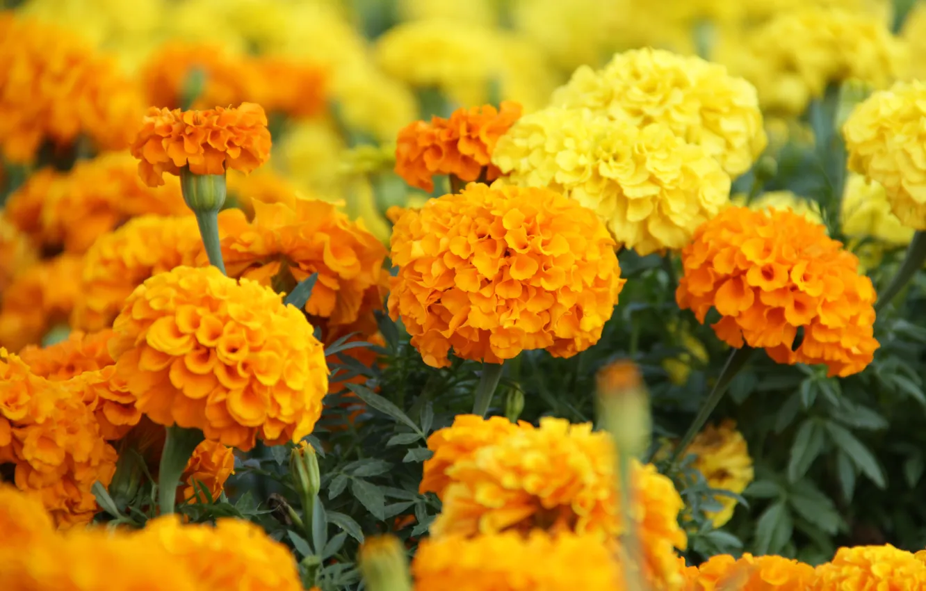 Photo wallpaper flower, summer, flowers, orange, flowerbed, orange mood, fistashkos