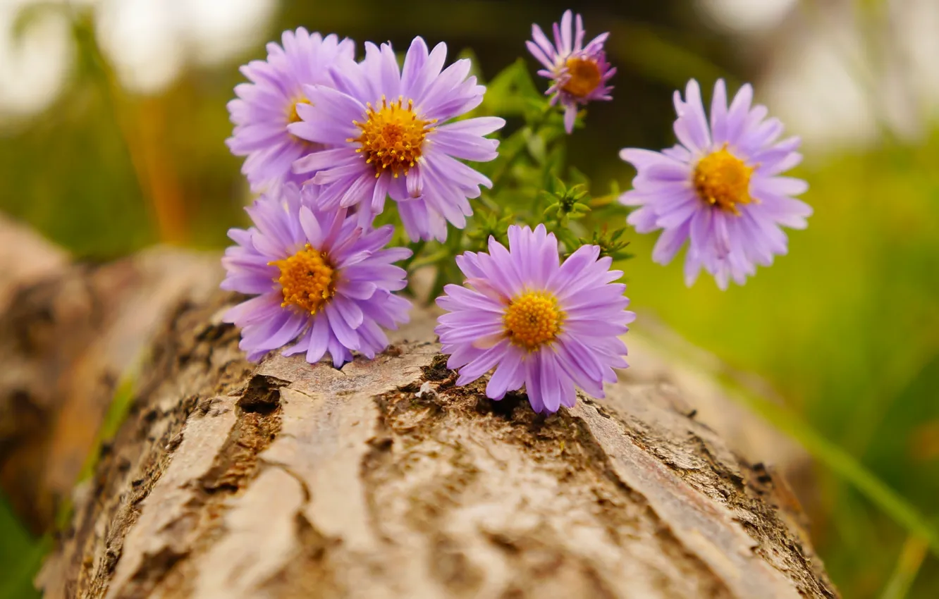 Photo wallpaper flower, blooming, aster