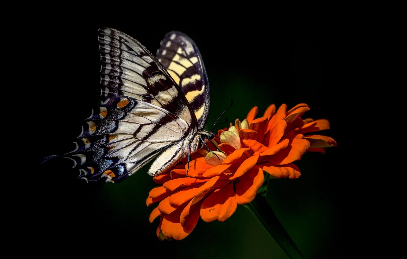 Photo wallpaper flower, background, butterfly, zinnia