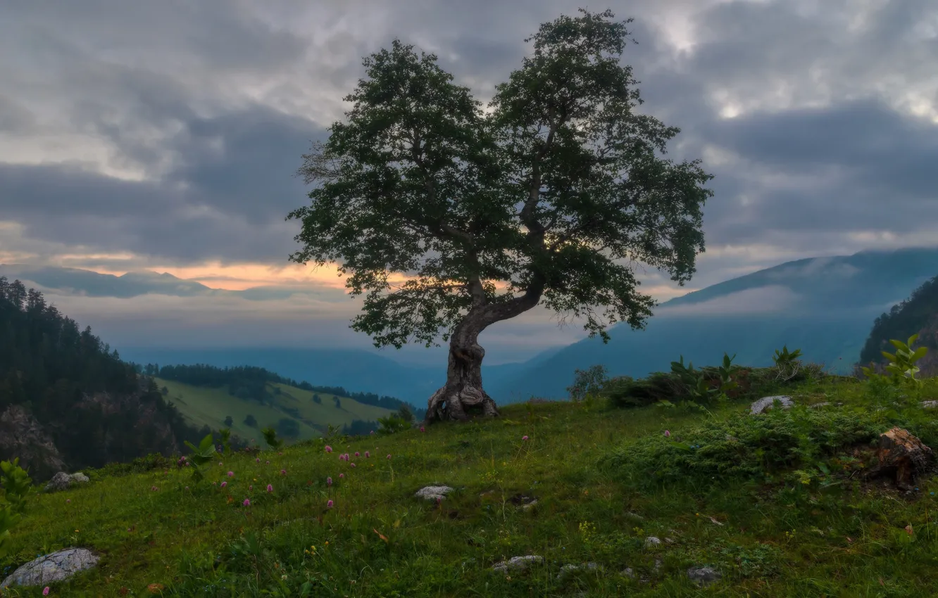 Photo wallpaper clouds, landscape, mountains, nature, fog, tree, vegetation, morning