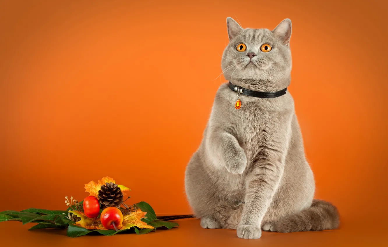 Photo wallpaper cat, cat, pose, collar, orange background, sitting, bumps, British