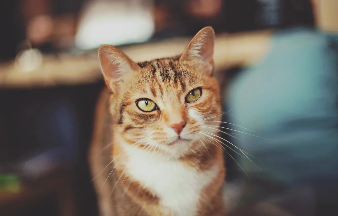 Photo wallpaper cat, cat, look, posing, grey-red