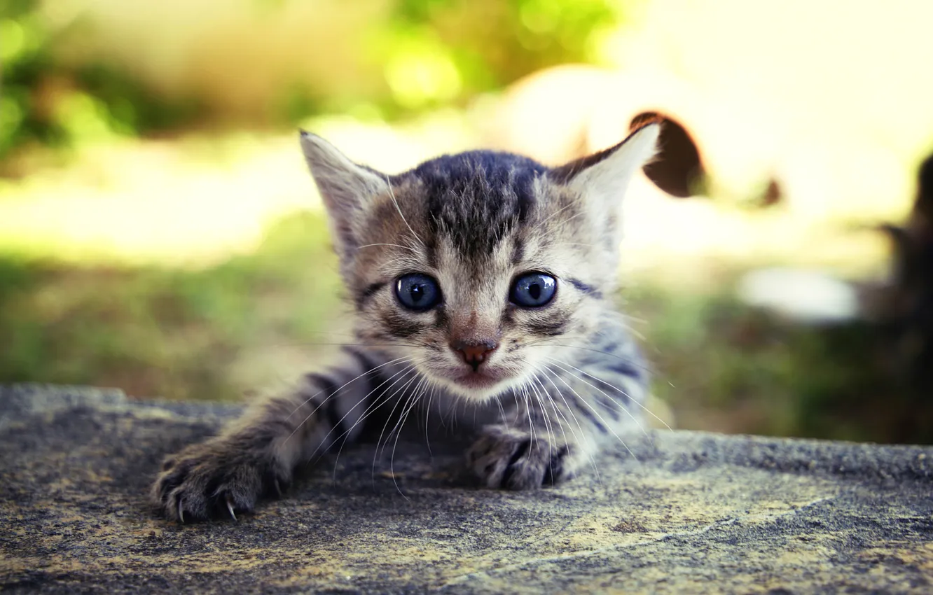 Photo wallpaper cat, look, pose, grey, legs, kitty, face