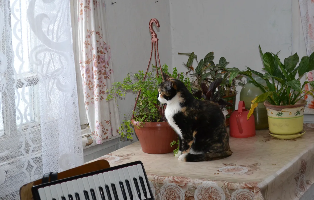 Photo wallpaper cat, mood, Musya, tri-color, Goulder