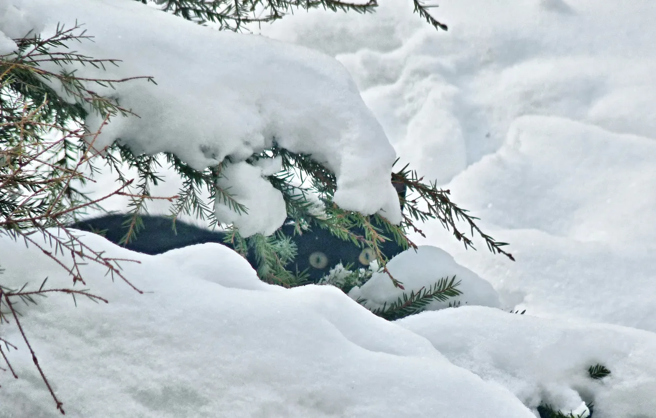 Photo wallpaper winter, cat, animal, ambush, February 2025