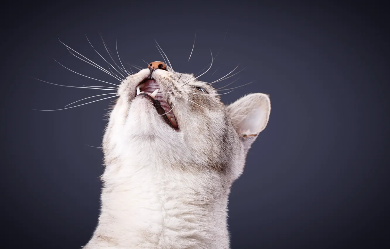 Photo wallpaper cat, cat, mustache, face, fangs