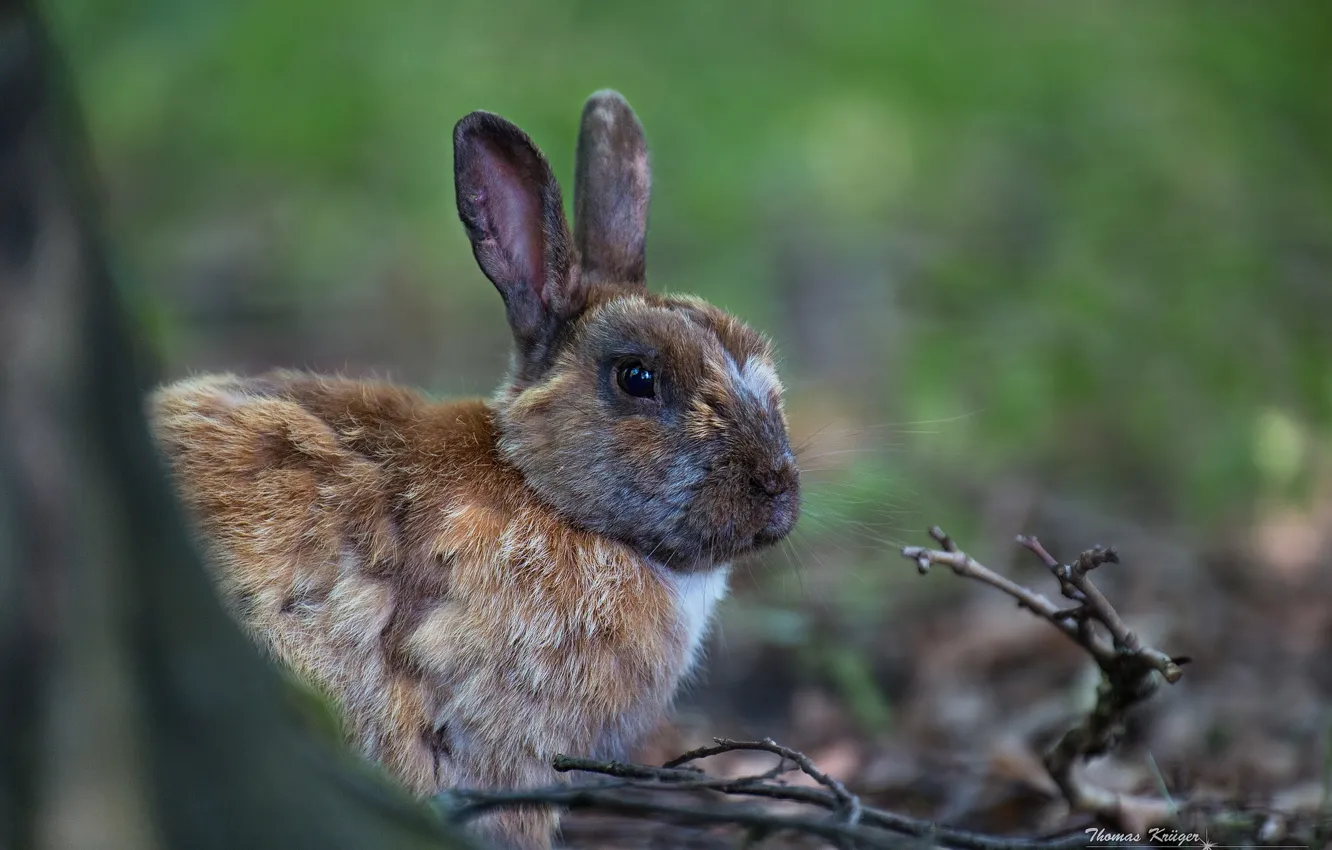 Photo wallpaper branches, rabbit, ears