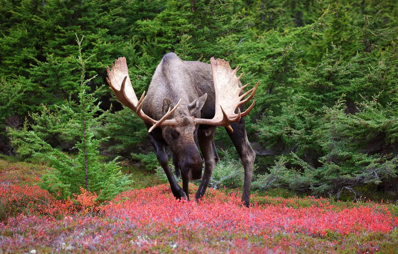Photo wallpaper forest, nature, moose