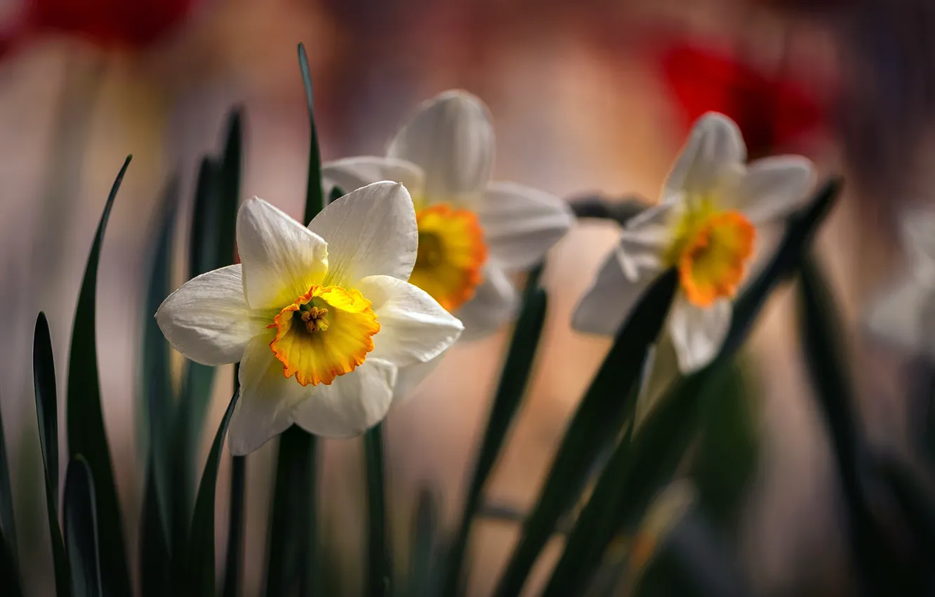 Photo wallpaper flowers, spring, daffodils, flora, Nelia Rachkov