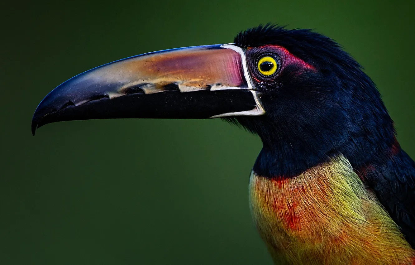 Photo wallpaper background, bird, portrait, beak, profile, Toucan, Collared aracari