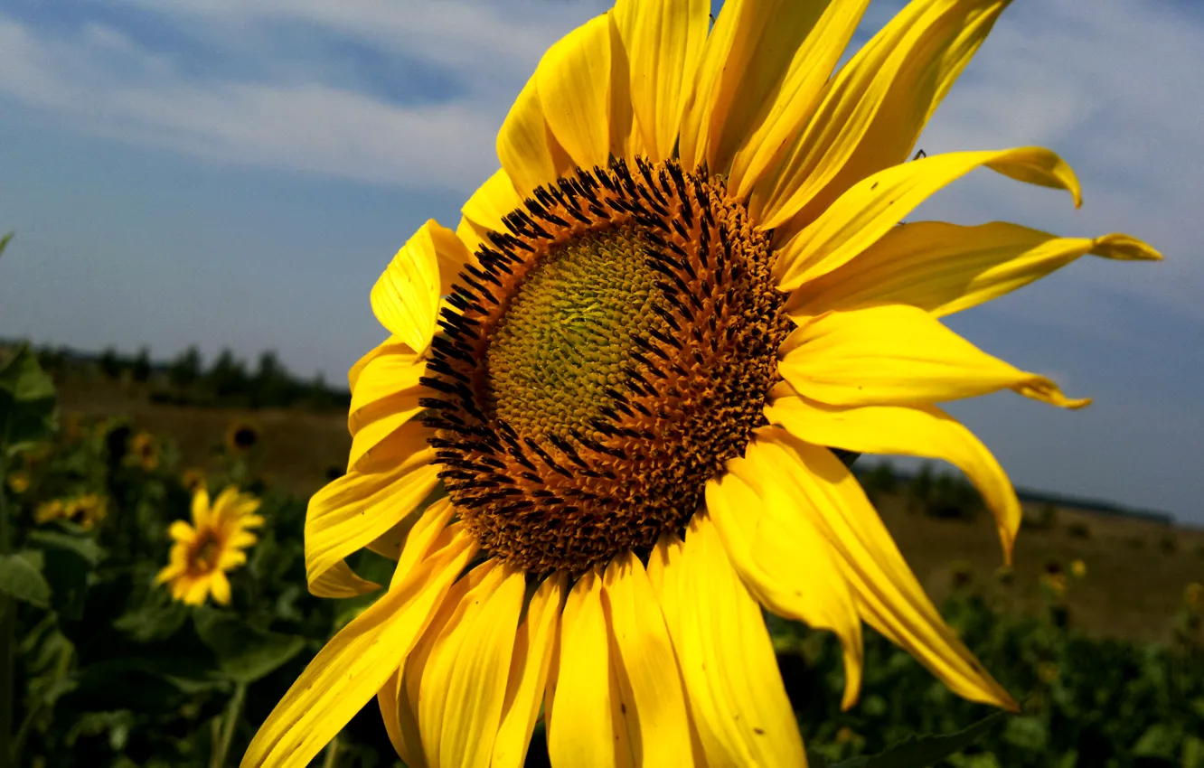 Photo wallpaper field, summer, the sun, sunflower