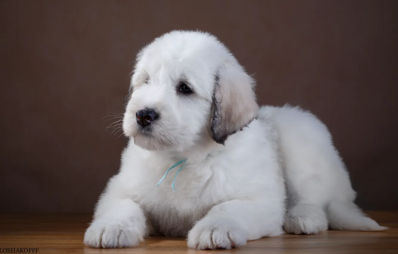 Photo wallpaper white, cute, puppy, breed