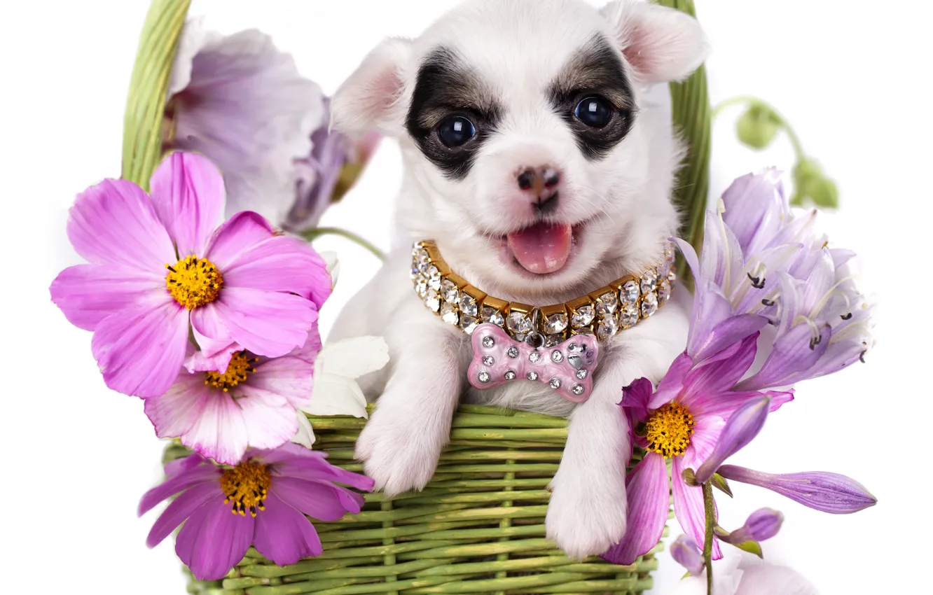 Photo wallpaper flowers, basket, dog, puppy, collar, Chihuahua, kosmeya
