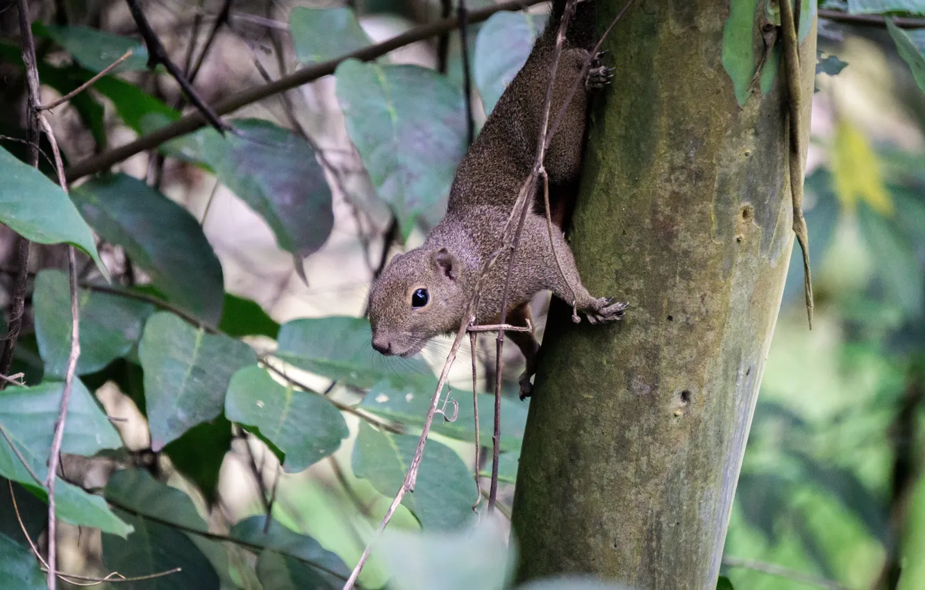 Photo wallpaper green, nature, brown, park, animal, safari, squirrel, Malaysia