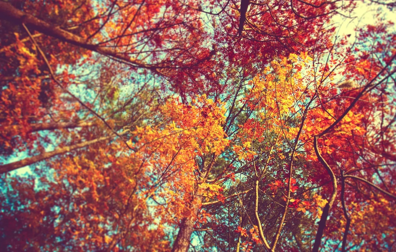Photo wallpaper autumn, leaves, view, Trees, nature, crown