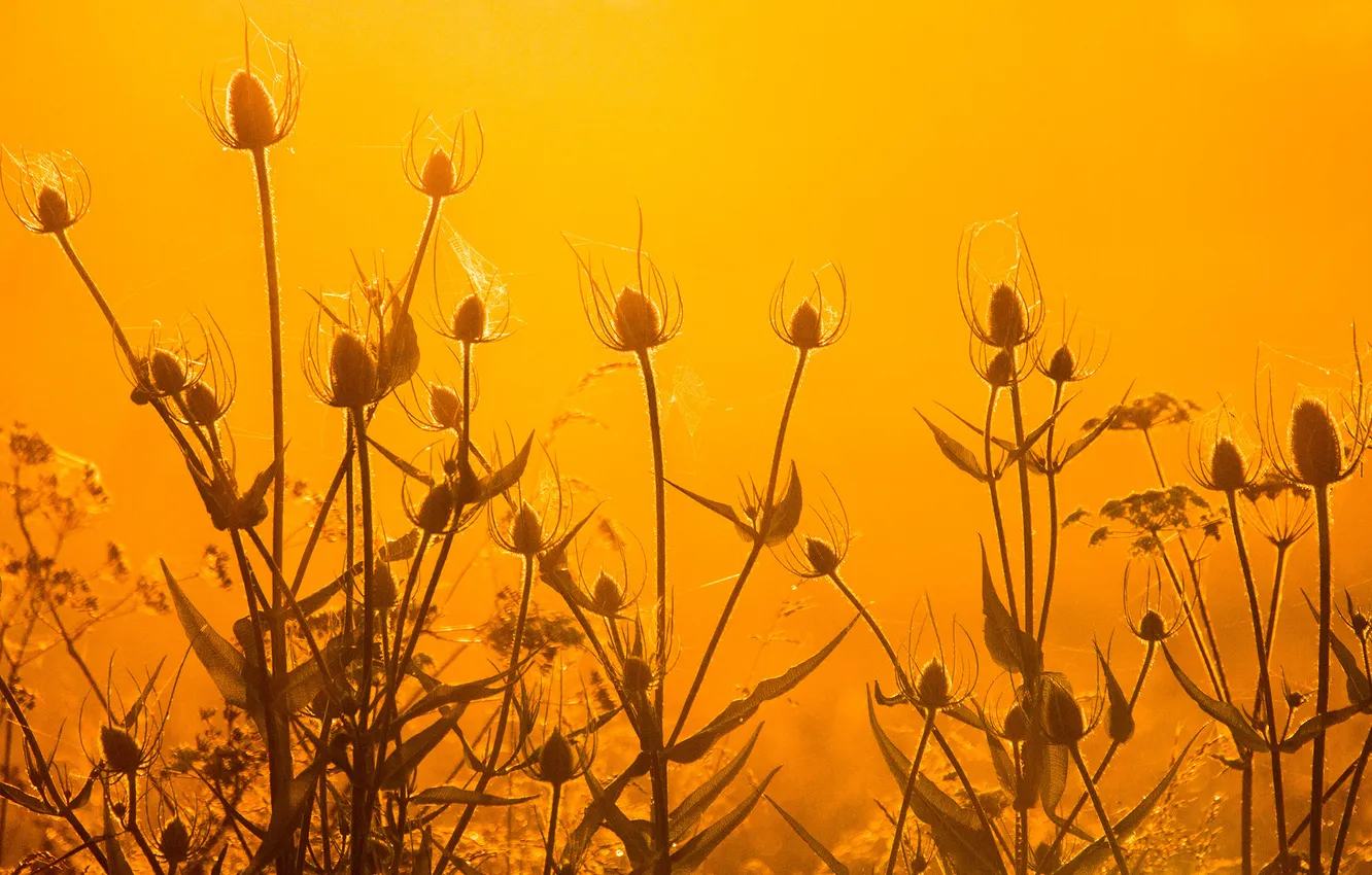 Photo wallpaper the sky, leaves, macro, sunset, flowers, plant, stem