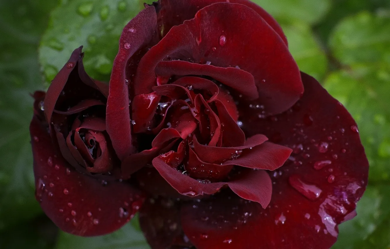 Photo wallpaper drops, macro, roses, petals