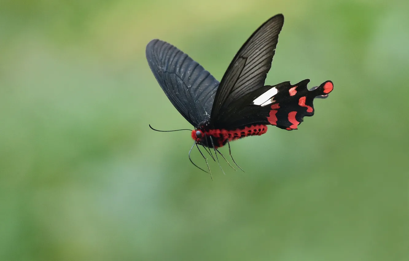 Photo wallpaper flying, wings, butterfly